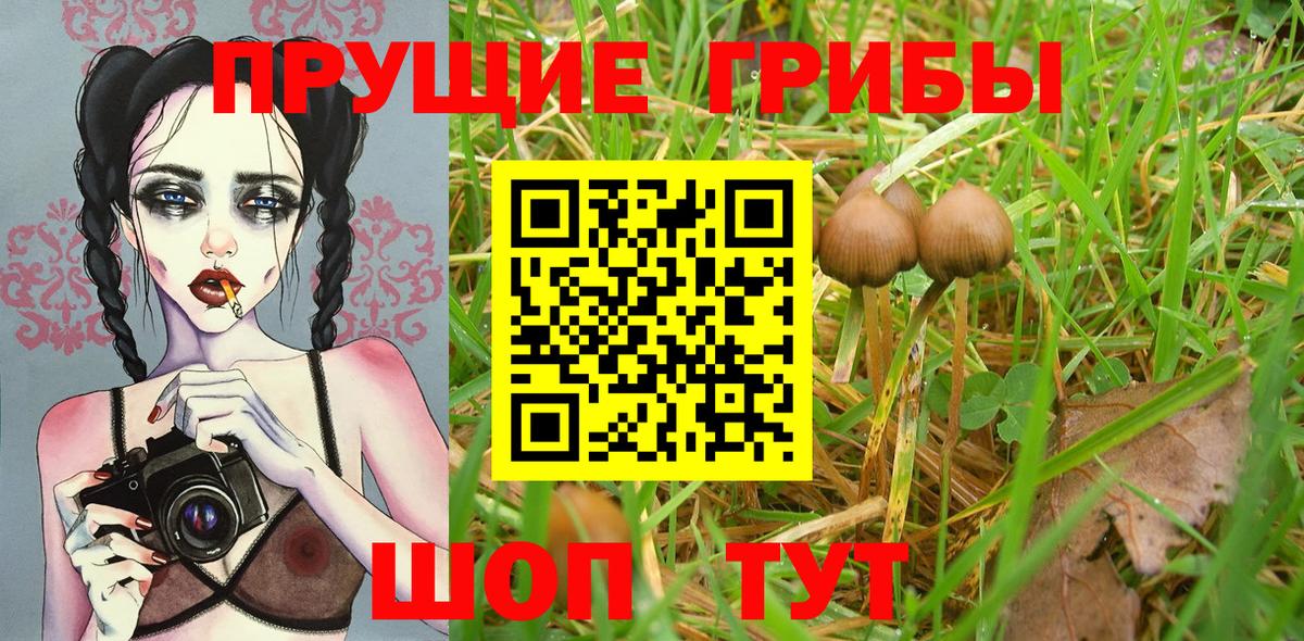 Волоколамск  Псилоцибиновые грибы мухоморы  Вход с VPN 